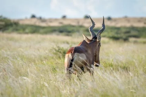 Red hartebeest in the grass from behind. Stock Photos
