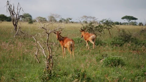 Red Hartebeest in grass Stock Footage 88560762