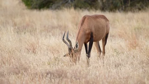 Red Hartebeest Grazing Stock Footage 201047020