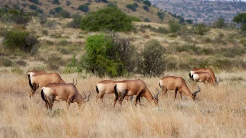 Red Hartebeest Herd Grazing Stock Footage 201048129