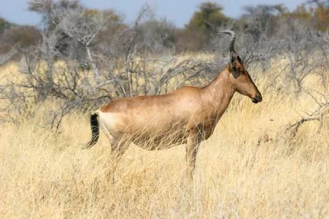 Red hartebeest Foto stock