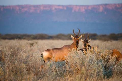 Red Hartebeest Stockfoto's