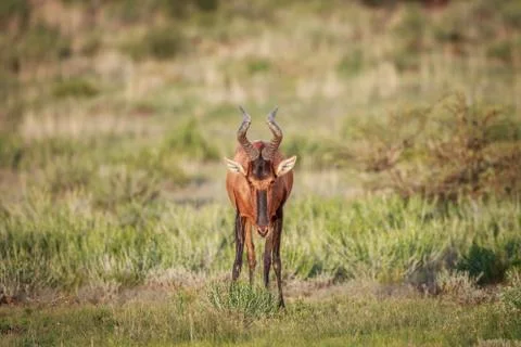 Red hartebeest starring at the camera. Stock Photos