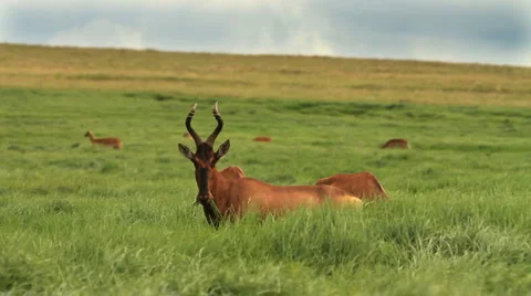 Red Hartebeest under Stormy Skies GFHD Stock Footage