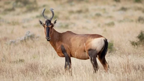Red Hartebeest in Veld Stock Footage 201046473