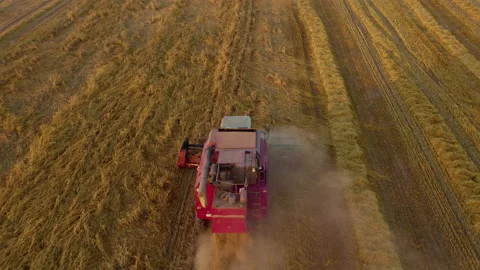 Red harvester machine cut wheat crop in rural field. Agriculture food production Stock Footage 157295983