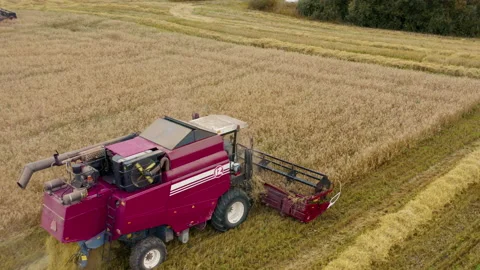 Red harvester machine cut wheat crop in rural field. Agriculture food production Video stock 159903639
