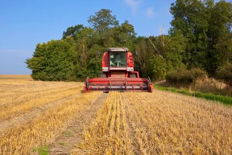 Red harvester Stock Photos