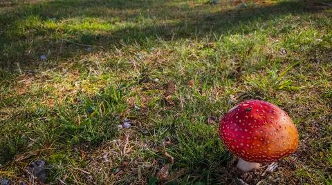 Red Hat Mushroom Stock-Fotos