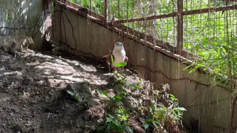 Red hawk Stock Footage 288589009