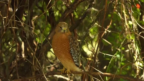 Red hawk, or red-shouldered hawk, perches on branch in green &amp; brown wooded area Vídeo Stock 169195937