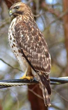 Red Hawk Stock-Fotos