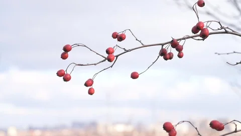 Red hawthorn berries on a bare branch without leaves against the sky Stock Footage 122941422