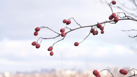 Red hawthorn berries on a bare branch without leaves against the sky Stock Footage 122941696