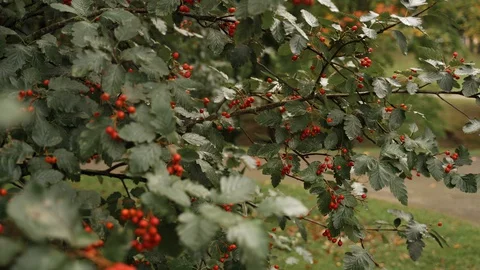 Red hawthorn on a tree Stock Footage 129068246