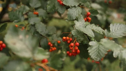 Red hawthorn on a tree Stock Footage 129068304