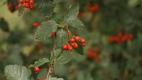 Red hawthorn on a tree in slow motion Vídeos de archivo 129068693