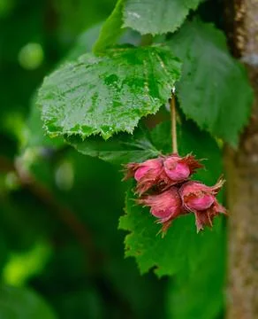 Red hazelnut fruits. Stock Photos