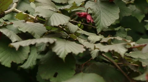 Red hazelnut tree video footage Stock Footage 53862257