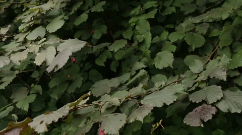 Red hazelnut tree video footage Stock Footage 53862280
