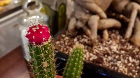 Red head cactus Stock Photos