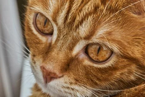 Red head cat posing in front of camera, close-up 库存照片