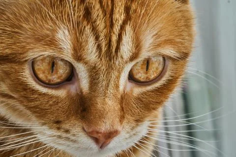 Red head cat posing in front of camera, close-up 库存照片