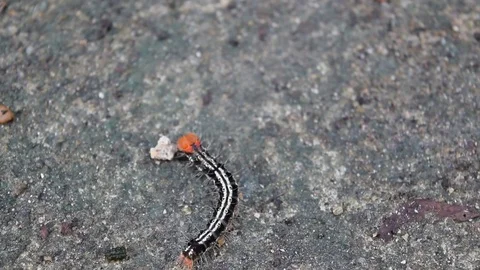 Red head caterpillar Stock Footage 69819715