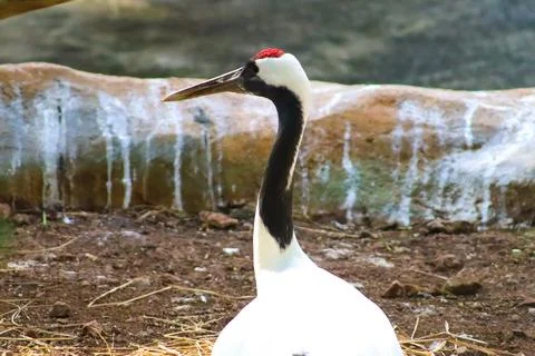 Red Head Crane Closeup Face Resting In The Zoo Foto stock