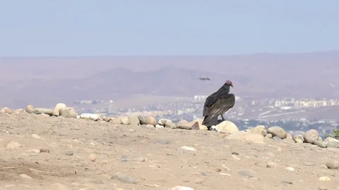 Red Head "Jote" vulture setting off the flight opening it wings Vídeos de archivo 113418091