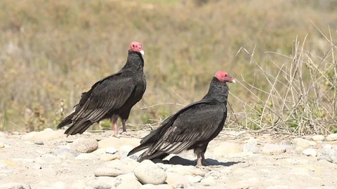 Red Head "Jote" vulture setting off the flight opening it wings Vídeos de archivo 113418370