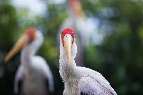 Red head looking into camera  Stock Photos