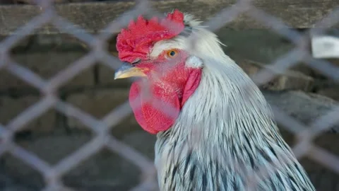 Red head rooster close in the garden of a brown on farm yard head rooster Stock Footage 133578284