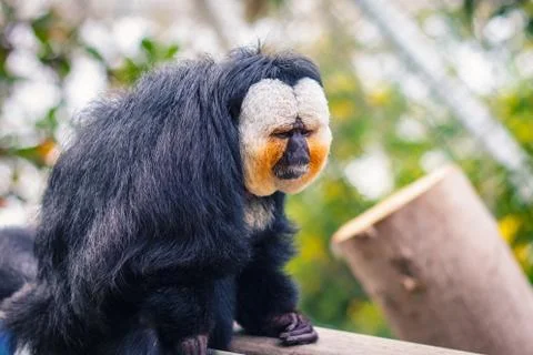 Red head sad monkey Stock Photos