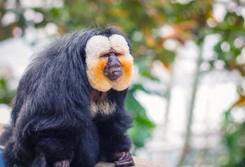 Red head sad monkey Stock Photos
