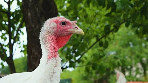 Red head white feathered turkey Stock Footage 122449546