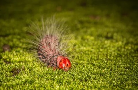 Red head worm Stock Photos