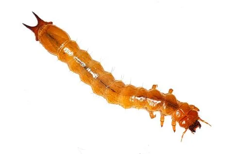 Red-headed cardinal beetle larvae Stock Photos