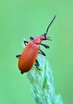 Red headed cardinal beetle Stock Photos