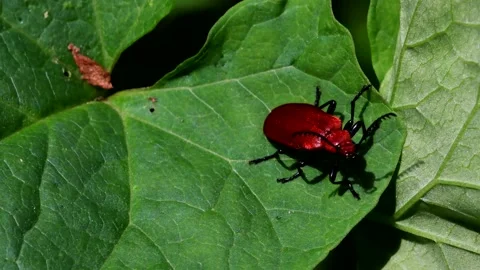 Red-headed Cardinal Beetle - Pyrochroa serraticornis Stock Footage 138938104