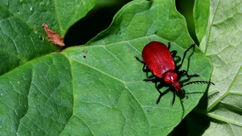 Red-headed Cardinal Beetle - Pyrochroa serraticornis Vidéo 138938152