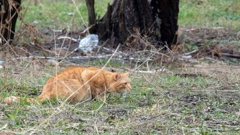 Red-headed cat is closely watching the other cat Stock Footage 87504235