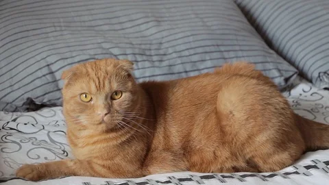 Red headed cat Stock Footage 88491448