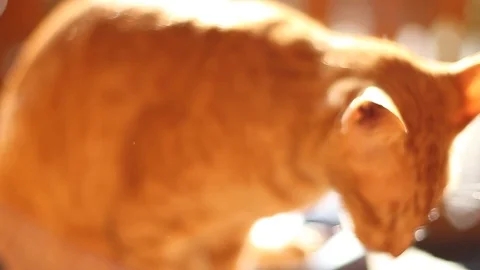 Red-headed cat Stock Footage 95554313