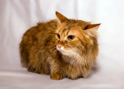 Red-headed cat Stock Photos