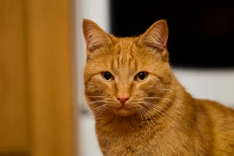 Red-headed cat Stock Photos