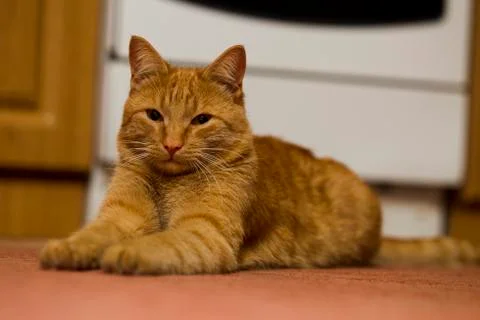 Red-headed cat Stock Photos