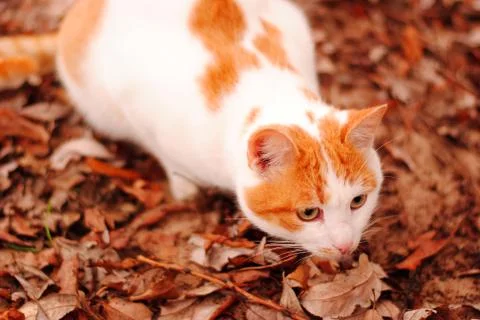 Red-headed cat Stock Photos