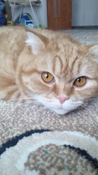 Red-headed cat Foto stock