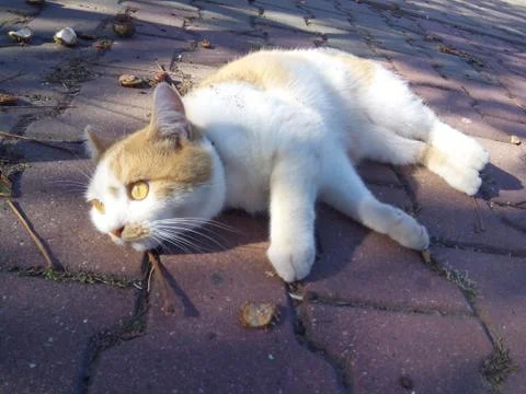Red-headed cat Stock Photos